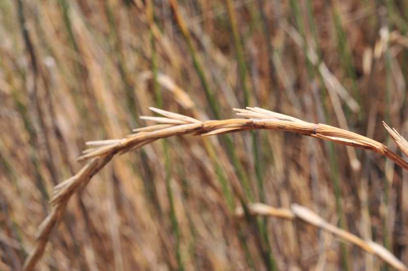 Ammophila arenaria? no, Elymus farctus